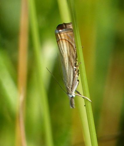 Réf. 232 672 : Chrysoteuchia culmella